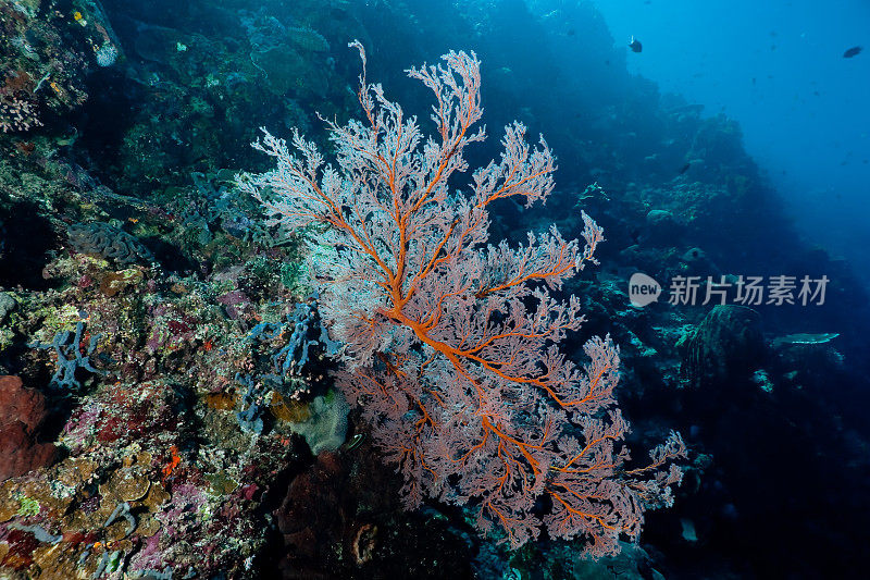 珊瑚礁之美:印尼Bunaken村附近的Gorgonian Seafan